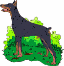 Dobermann