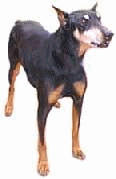 Dobermann dog graphics