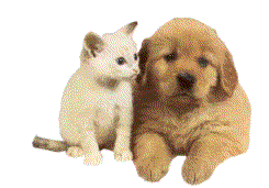 Dog and cat dog graphics