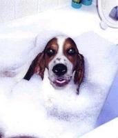 Dog bath