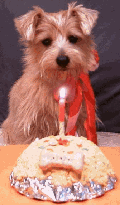 Dog funny dog graphics