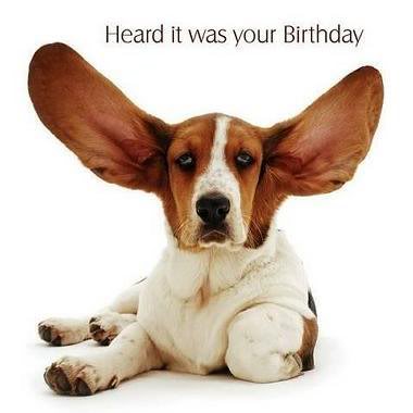Dog funny dog graphics