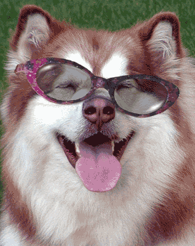Dog funny dog graphics