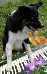 Dog funny dog graphics