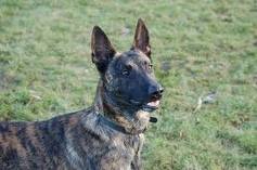 Dutch shepherd dog dog graphics