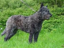 Dutch shepherd dog dog graphics