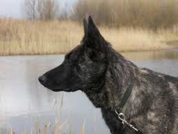 Dutch shepherd dog dog graphics