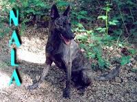 Dutch shepherd dog dog graphics