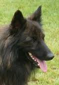 Dutch shepherd dog