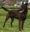 Dutch shepherd dog dog graphics