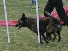 Dutch shepherd dog dog graphics