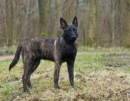 Dutch shepherd dog dog graphics