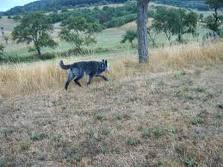 Dutch shepherd dog