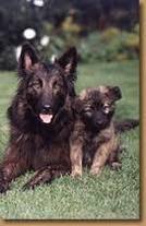 Dutch shepherd dog dog graphics