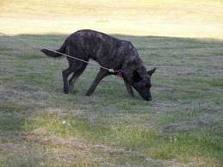 Dutch shepherd dog dog graphics