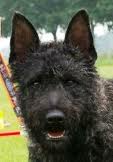 Dutch shepherd dog dog graphics