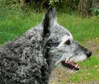 Dutch shepherd dog dog graphics