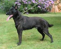 Dutch shepherd dog dog graphics