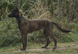 Dutch shepherd dog