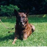 Dutch shepherd dog dog graphics