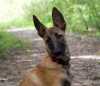 Dutch shepherd dog dog graphics