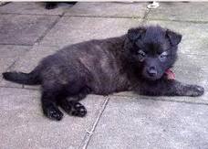 Dutch shepherd dog dog graphics