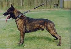 Dutch shepherd dog dog graphics