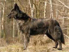 Dutch shepherd dog dog graphics