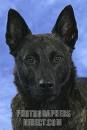 Dutch shepherd dog dog graphics