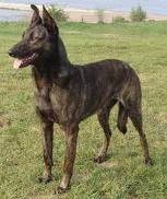 Dutch shepherd dog