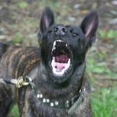 Dutch shepherd dog