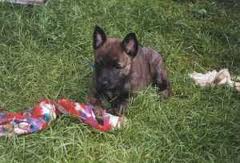Dutch shepherd dog dog graphics