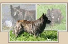 Dutch shepherd dog dog graphics