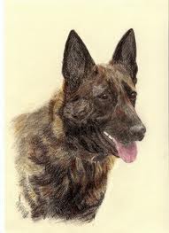 Dutch shepherd dog dog graphics