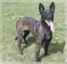 Dutch shepherd dog dog graphics