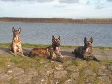 Dutch shepherd dog