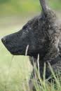 Dutch shepherd dog