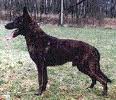 Dutch shepherd dog dog graphics