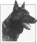 Dutch shepherd dog dog graphics