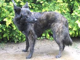 Dutch shepherd dog dog graphics