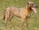 Dutch shepherd dog