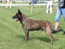 Dutch shepherd dog dog graphics