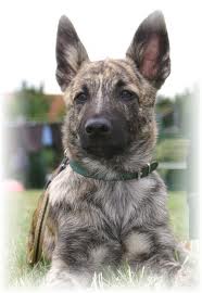 Dutch shepherd dog dog graphics