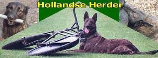 Dutch shepherd dog dog graphics