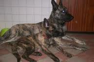 Dutch shepherd dog