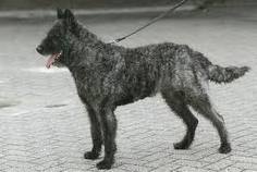 Dutch shepherd dog dog graphics