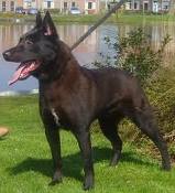 Dutch shepherd dog dog graphics