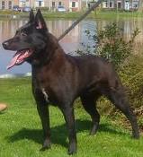 Dutch shepherd dog dog graphics