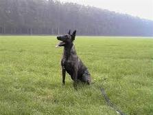 Dutch shepherd dog dog graphics