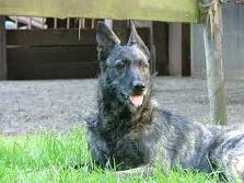 Dutch shepherd dog dog graphics